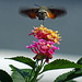 Macroglossum stellatarum ,Kolibrievlinder ,migrant uit zuid europa