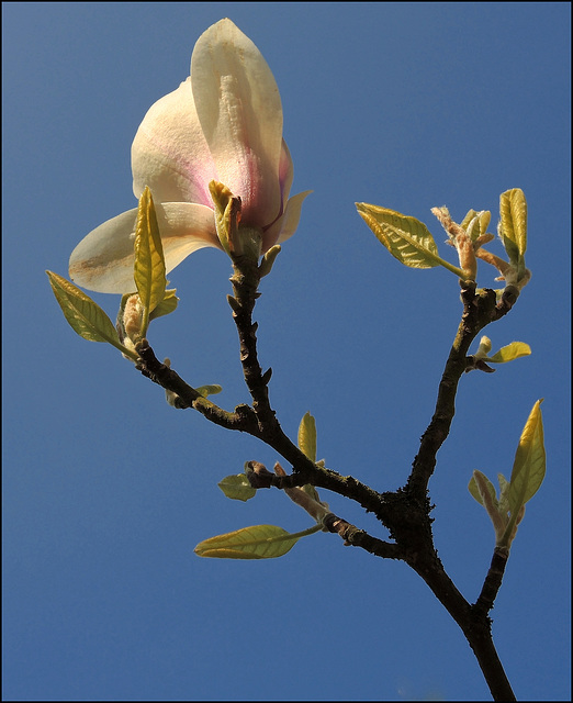 "Sugar Magnolia"