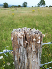 Stripy snails on a fence-post