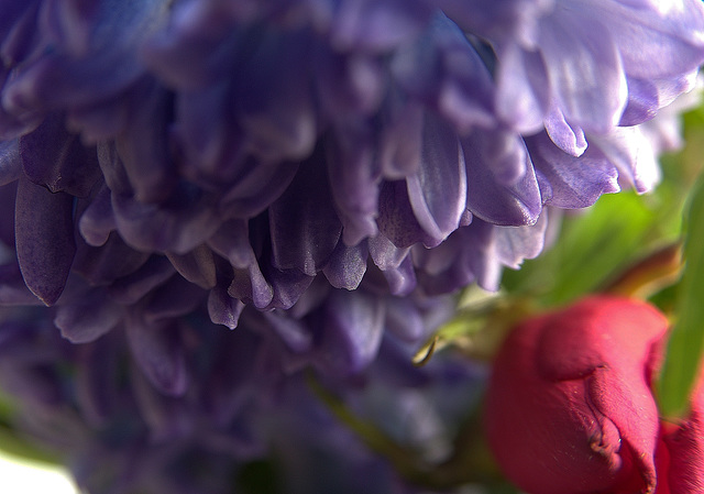 Hyacinth And Rose