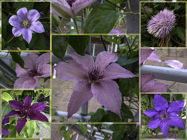 A Collage of Clematis flowers for HFF