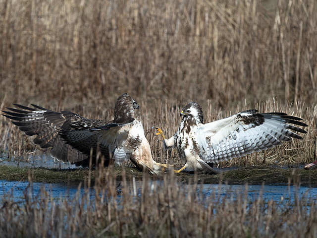 Bussard