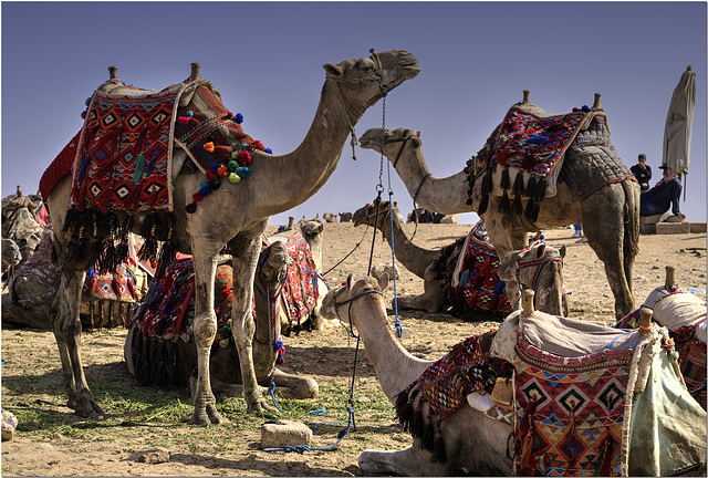 Giza Camels