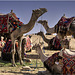 Giza Camels