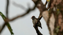 DSC01494a