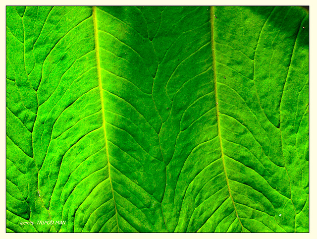 Botanischer Garten Basel