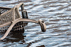 Supermarket Trolley in Denny's Dock