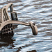 Supermarket Trolley in Denny's Dock