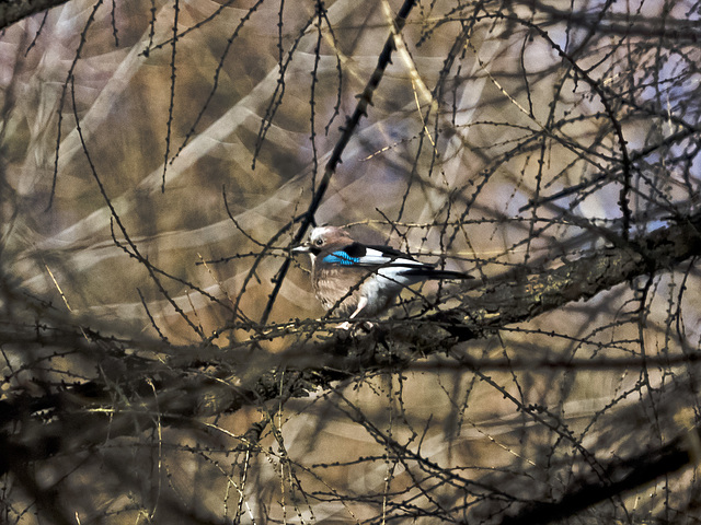The jay camouflaged in the branches