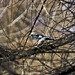 The jay camouflaged in the branches