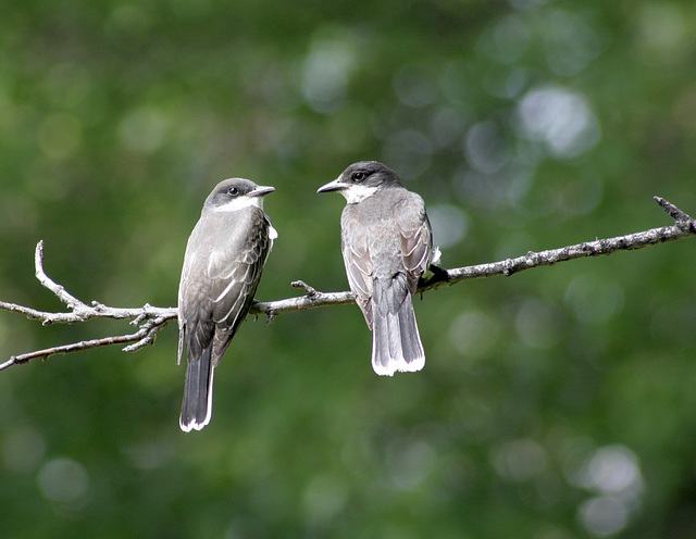 tyran tritri / eastern kingbird tyran tritri / eastern kingbird