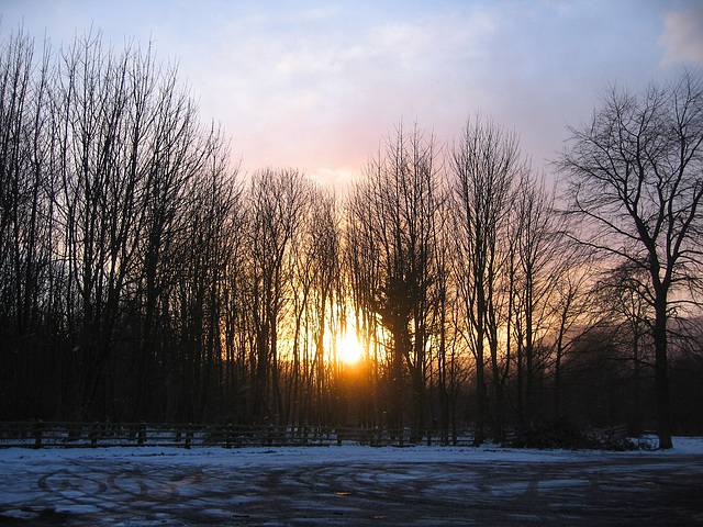 Winter sunset Raincliffe Woods, North Yorkshire