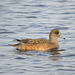 American Wigeon