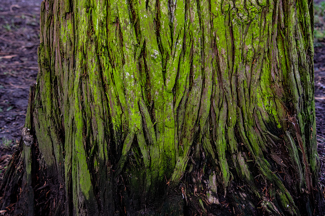 Mossy Redwood