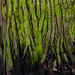 Mossy Redwood