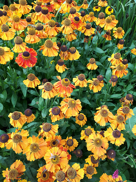 Helenium