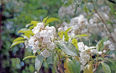 Mountain Laurel