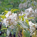 Mountain Laurel