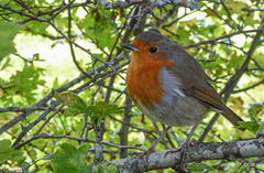 The young orchard Robin waiting patiently to be hand-fed