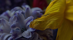 Daffodils And Hyacinths