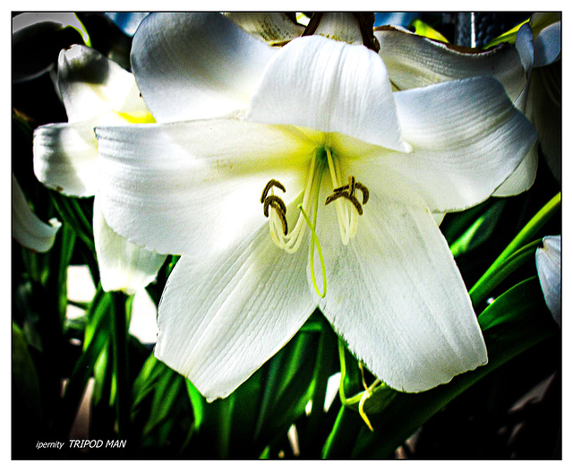 Botanischer Garten Basel