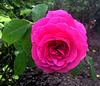 Rose du jardin