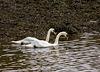 Two Mute Swans