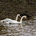 Two Mute Swans