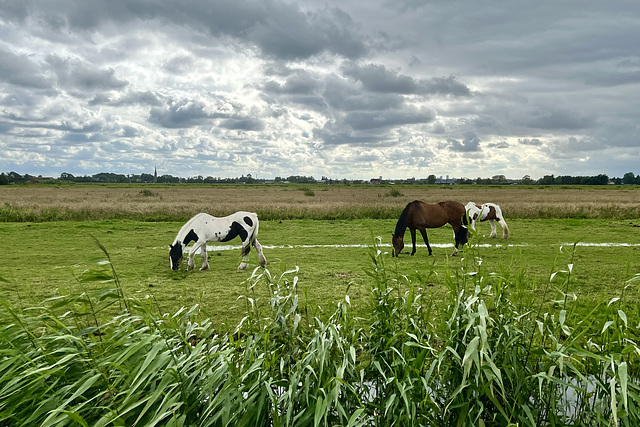 Horses