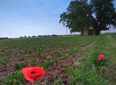 Near the Chapel