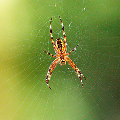 immer im Zentrum immer im Zentrum