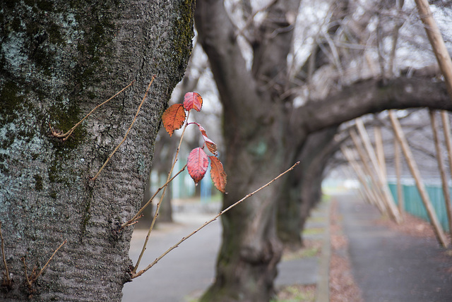 Cherry trees in December