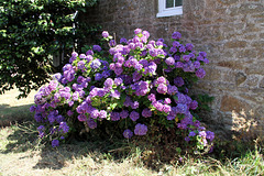 Hortensias