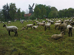 Schafe nach der Rasur