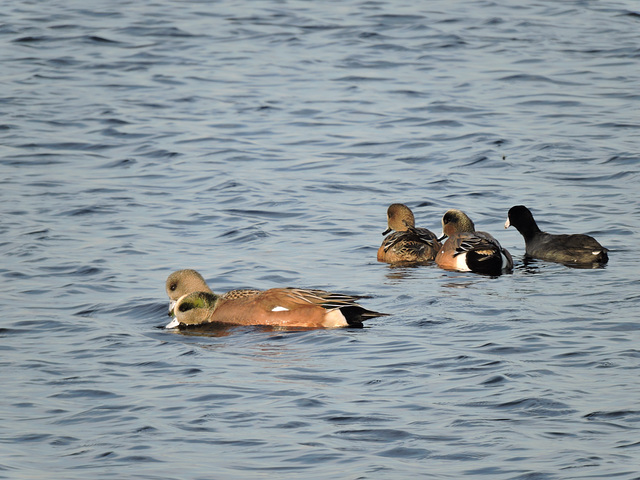 American Wigeon