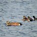 American Wigeon