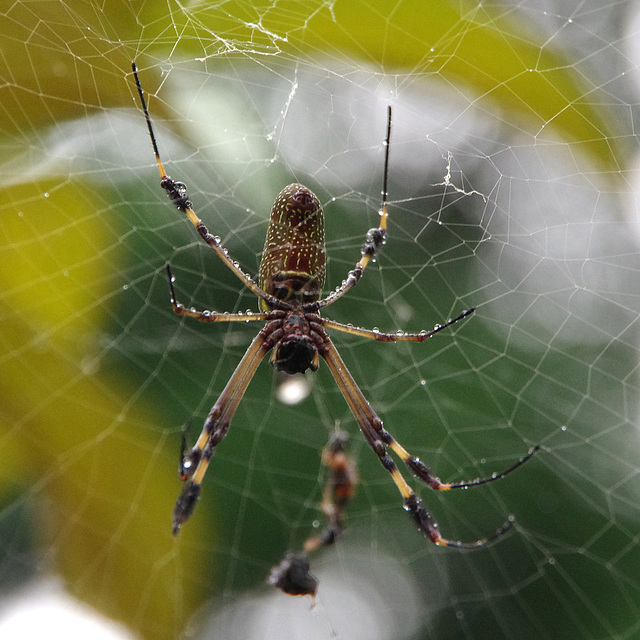 Golden Orb-web Spider (female)