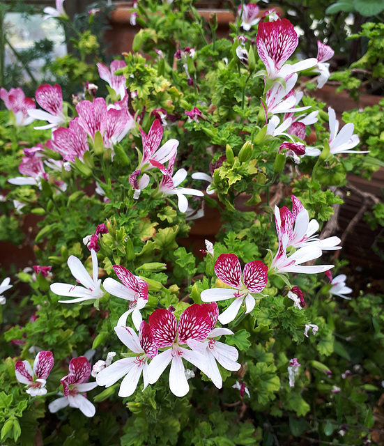 Pelargonium