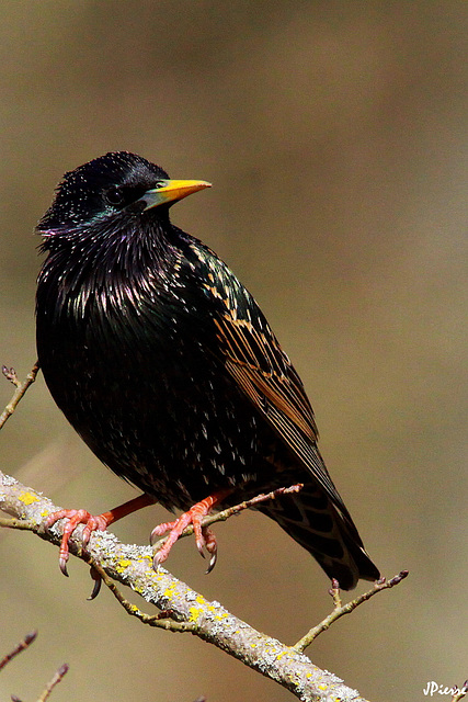 Etourneau sansonnet (Sturnus vulgaris)