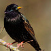 Etourneau sansonnet (Sturnus vulgaris)