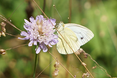 Pieris rapae