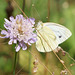 Pieris rapae