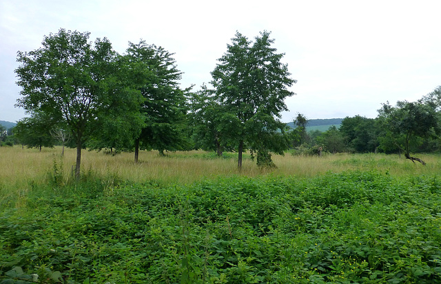 Obstwiese bei Lohrsdorf