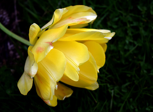 Yellow Tulip