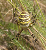 IMG 0854 Wasp spider-1