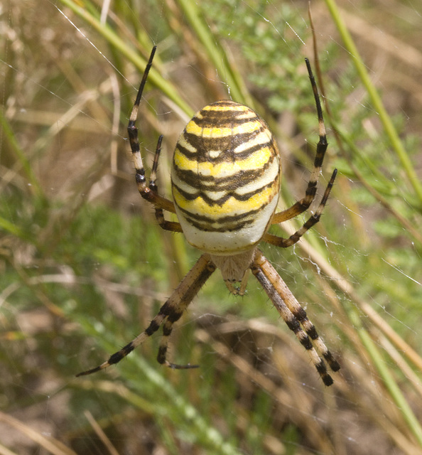 IMG 0854 Wasp spider-1