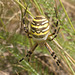 IMG 0854 Wasp spider-1