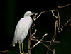 Egret EF7A9106