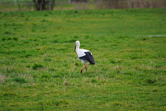 Der Storch ist zurück in Gieboldehausen