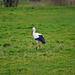 Der Storch ist zurück in Gieboldehausen